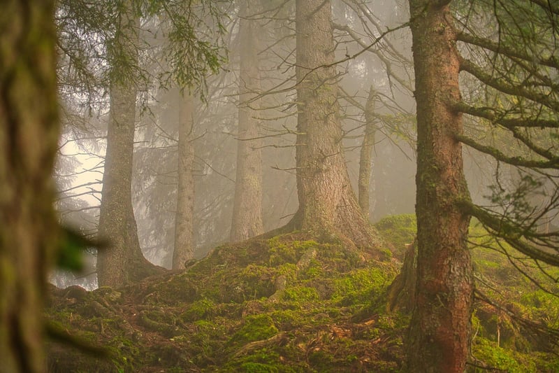 Forest Color Palette