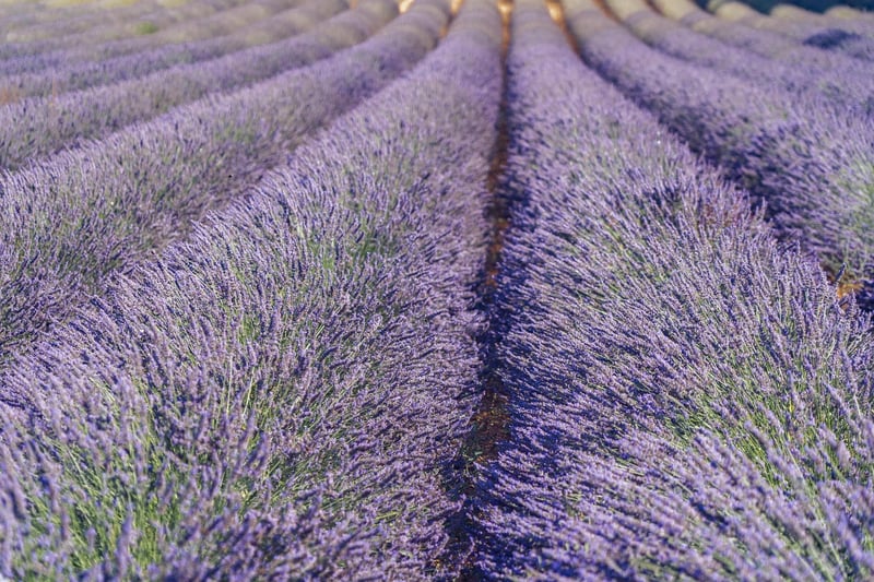 Lavender Toss